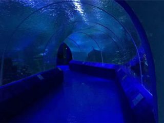 Paneles acrílicos de 180 ou 90 graos para o túnel do acuario