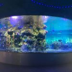 Fábrica de peixes de peixes, acuarios de tanques de vidro redondo