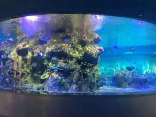 Fábrica de peixes de peixes, acuarios de tanques de vidro redondo
