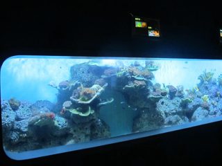 Aquarium de peixes transparente cilíndrico de acrílico fundido artificial / xanela de visualización