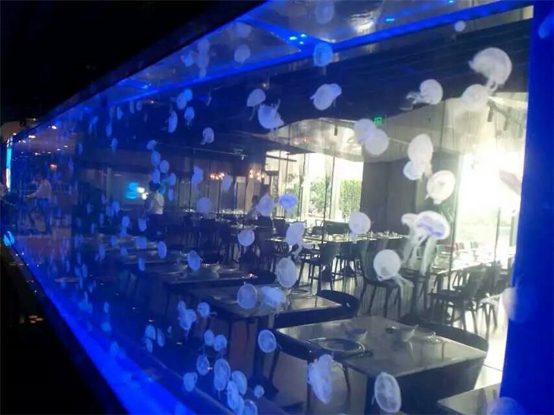Táboa acrílica Tanque de medusas