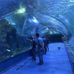 Proxecto oceanário de túnel acrílico en acuarios públicos