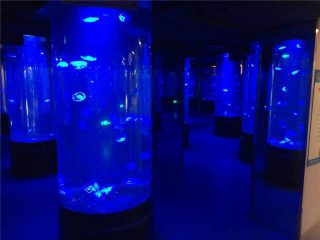 vaso de acuario de acrílico medusa