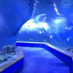 acuario de túnel transparente acrílico transparente